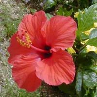 沖縄の花と言えばハイビスカスですね♪