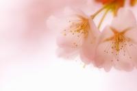 早春はストレスを抱えやすい季節。無理しないようにね。