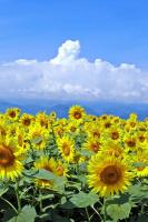 夏の花・ひまわり