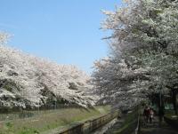 桜が満開のころの善福寺川