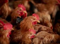 鳥インフルエンザに関する緊急要望