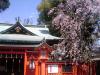 馬橋稲荷神社の桜
